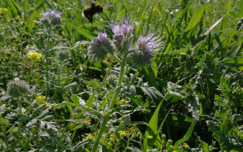 agricology's tweet photo. Free webinar (1 of a series) on using cover/#trapcrops to help facilitate #integratedpestmanagement coming up- don't miss out! Benefit from latest knowledge from the field with Abbey Home Farm's Andy Dibben, @georgiewildbray & @ADASGroup's Duncan Coston https://t.co/zb2ExVLROf https://t.co/yqRf0HxTs4