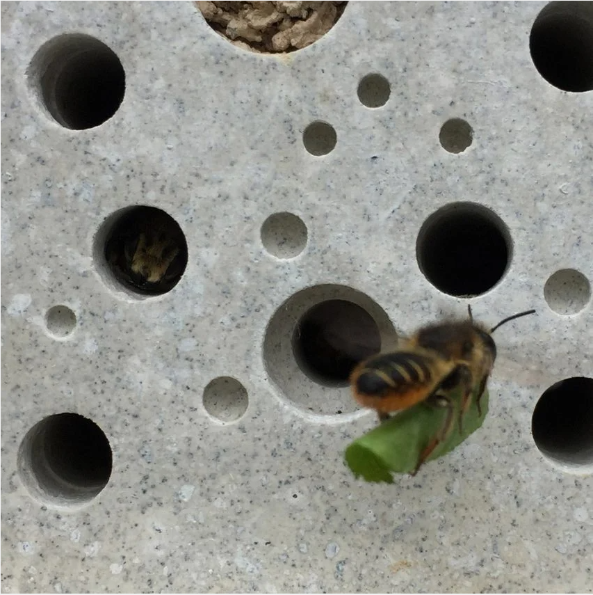 Пчелка несет листик себе домой 🐝💚💚💚
