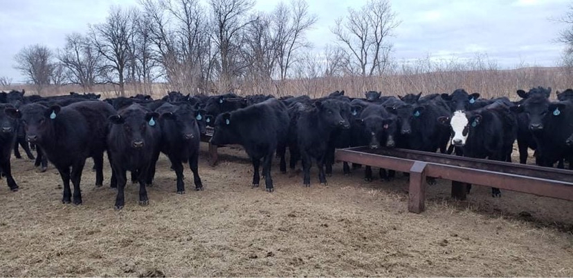 section16cattle's tweet photo. If your in need of some high quality replacement heifers Clint and Cindy Focken will be selling a set weds at Basset Livestock Auction https://t.co/X6fQENkSVB