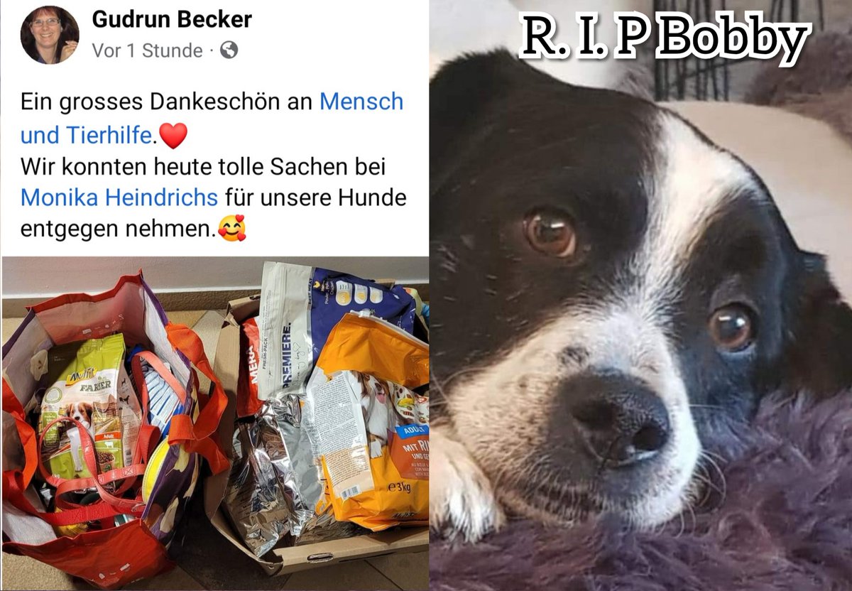 #Flutkatastrophe überlebt #Spenden bekommen und am nächsten Tag ist er gestorben 😥
Gestern bekamen wir noch ein schönes Dankesschreiben und heute ist leider mein Freund GESTORBEN 😥mach's gut mein Freund LG Lord 🐾
instagram.com/stories/michel…
MenschundTierhilfe.de