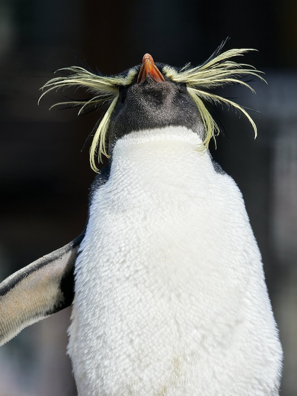 期間限定 最安値挑戦 ぺんぎんさん専用 シート Hlt No