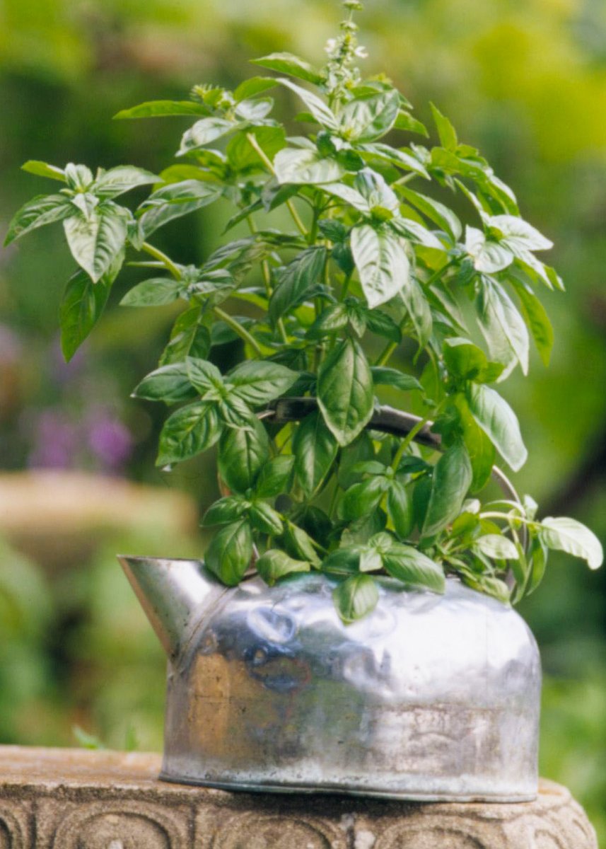 spiritedtable's tweet photo. 15 of the Easiest Herbs to Grow for Beginners

https://t.co/njCiHW4guW

Fresh-from-the-garden herbs add tons of flavor and fragrance! Plan ahead for Spring!
.
.
.
.
.
.
.
#CindiSutter
#VivekaNeveln
#betterhomesgarden
#EasiestHerbstoGrow
#ContainerHerbs
#HerbsforBeds https://t.co/FB6PthG7BT