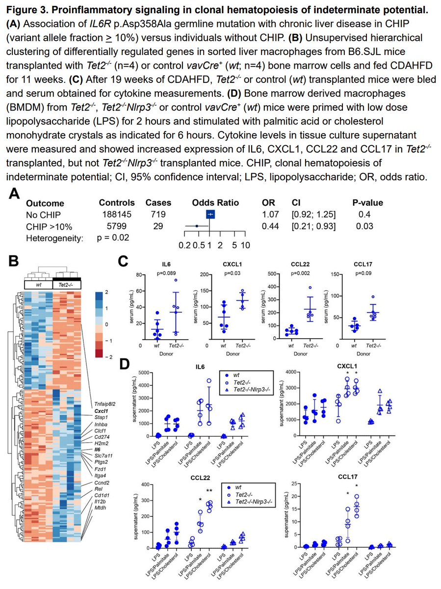 Our preprint led by @waihaywong @connoremdin & with B. Ebert showing that clonal hematopoiesis is an important (~2-fold risk!) risk factor for chronic liver disease, using complementary data types & experiments in humans & mice. medrxiv.org/content/10.110… @medrxivpreprint