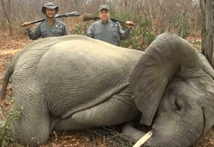 Please follow and especially retweet if you think there should be a worldwide ban on trophy hunting.