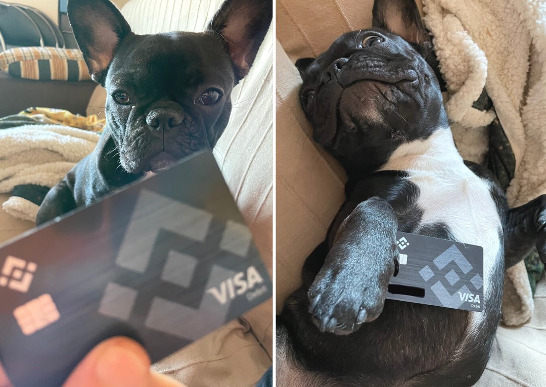 daparticelli's tweet photo. Buying the dip: before and after #BinanceDog @binance #binance https://t.co/OVx8mKCjuv