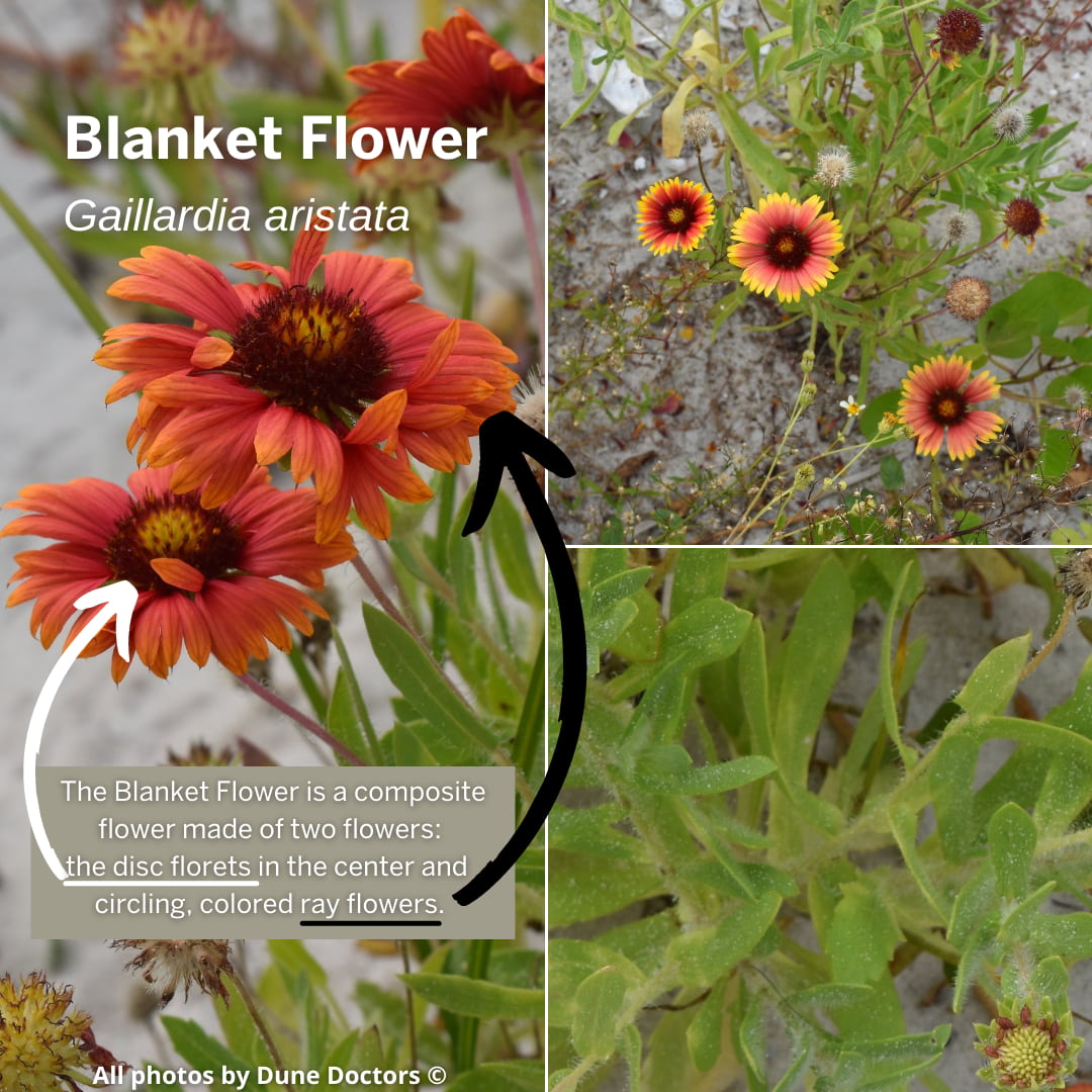 DuneDoctors's tweet photo. Good Morning #CoastalStewards,  

Established dunes host coastal flowers that provide food and shelter for native wildlife. Below are two native Gulf Coast flowers the Dune Sunflower and Blanket Flower. 

Continue reading: https://t.co/3zqAZAGRVh 

#DuneDoctors https://t.co/OYzCfQAFtg