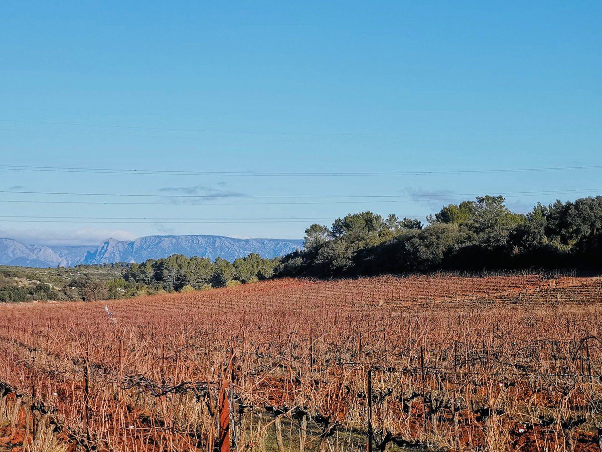 DomaineCastan's tweet photo. Bonjour du Sud! #vigneron #Languedoc https://t.co/qmZLlJ8Wo7