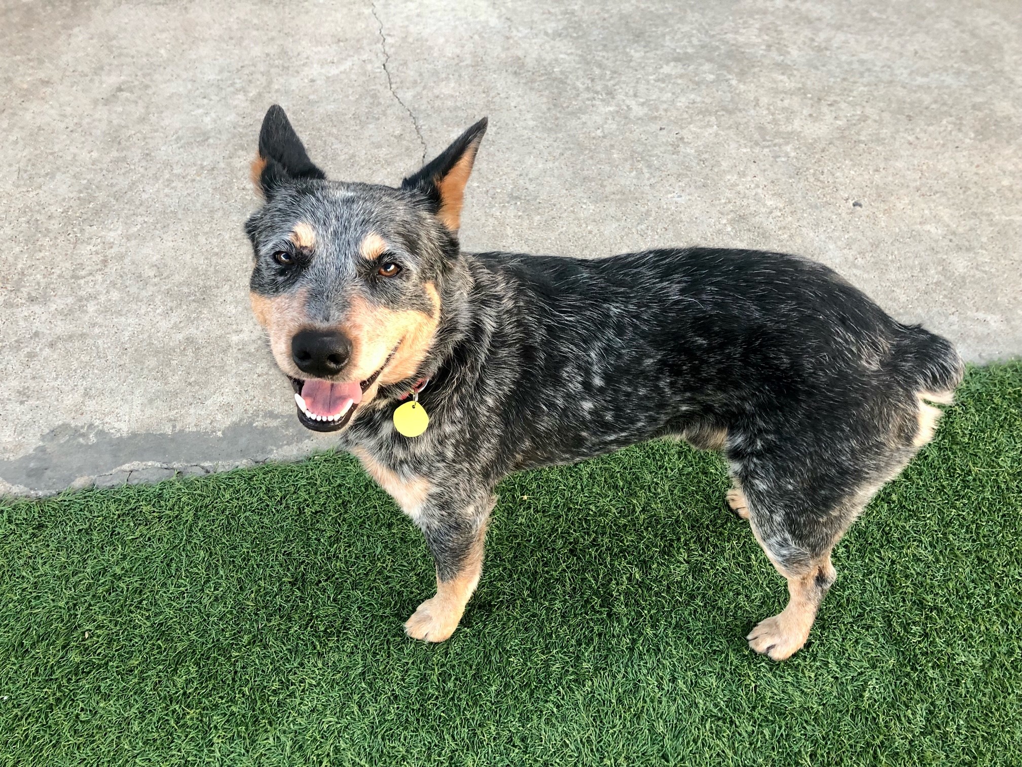 What Dogs Are Not Allowed In Australia