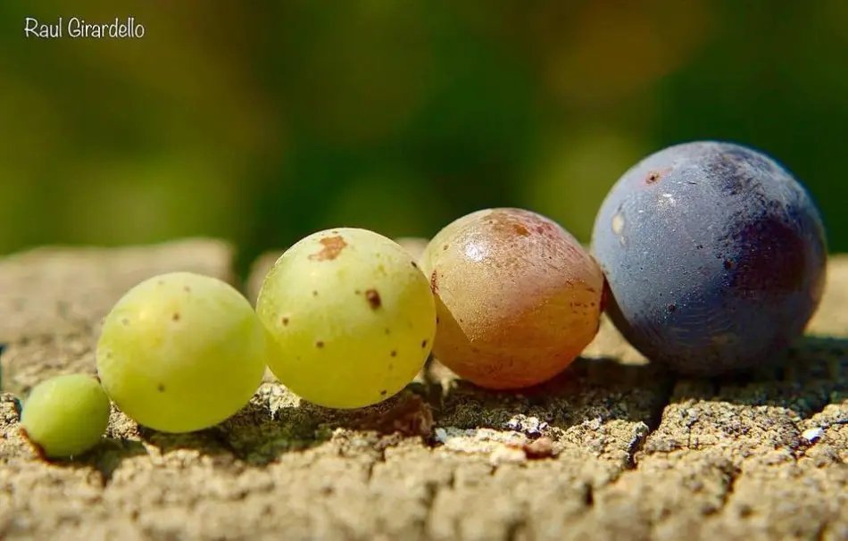 poncetivi's tweet image. Les voy a armar un hilo con fotos enológicas y sus respectivas explicaciones, porque nunca está de más aprender un poquito sobre vinos

#Mendoza #Wine #Wines