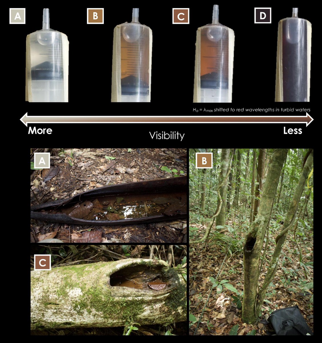 biobiiana's tweet photo. Here's our take on "#Tadpole responses to environments with limited visibility: what we (don’t) know and perspectives for a sharper future", finally out in @FrontEcolEvol SI: Vision in Limited Visibility @ChloeFouilloux @Caro_Yova @KLIVVWien @jyuscience  https://t.co/stibs9w3SO https://t.co/OPHkZrD9Q6