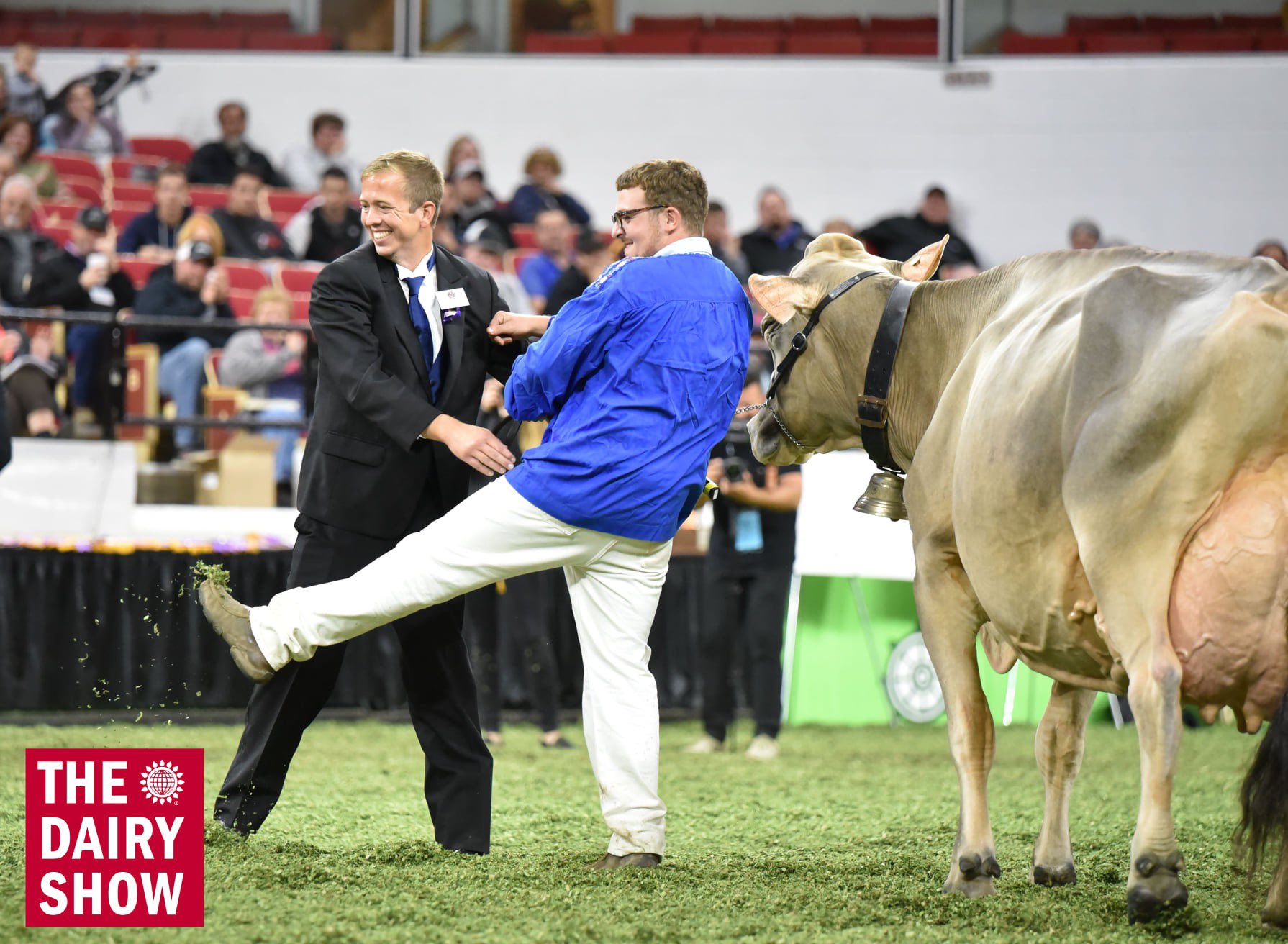 World Dairy Expo His Reasons Went Viral In 19 Amp He S Ready To Return To The Colored Shavings This Fall Learn More About Joe Sparrow Amp His Colorful Style Of