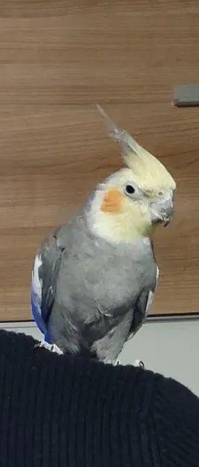 Ivan_Mkay's tweet photo. Se me ha perdido mi cacatúa ninfa en Salobreña, por la zona del Molino, si alguien la ve por favor que contacte conmigo por MD.
DIFUSIÓN POR FAVOR 🙏🏼 https://t.co/yBeOscvuly