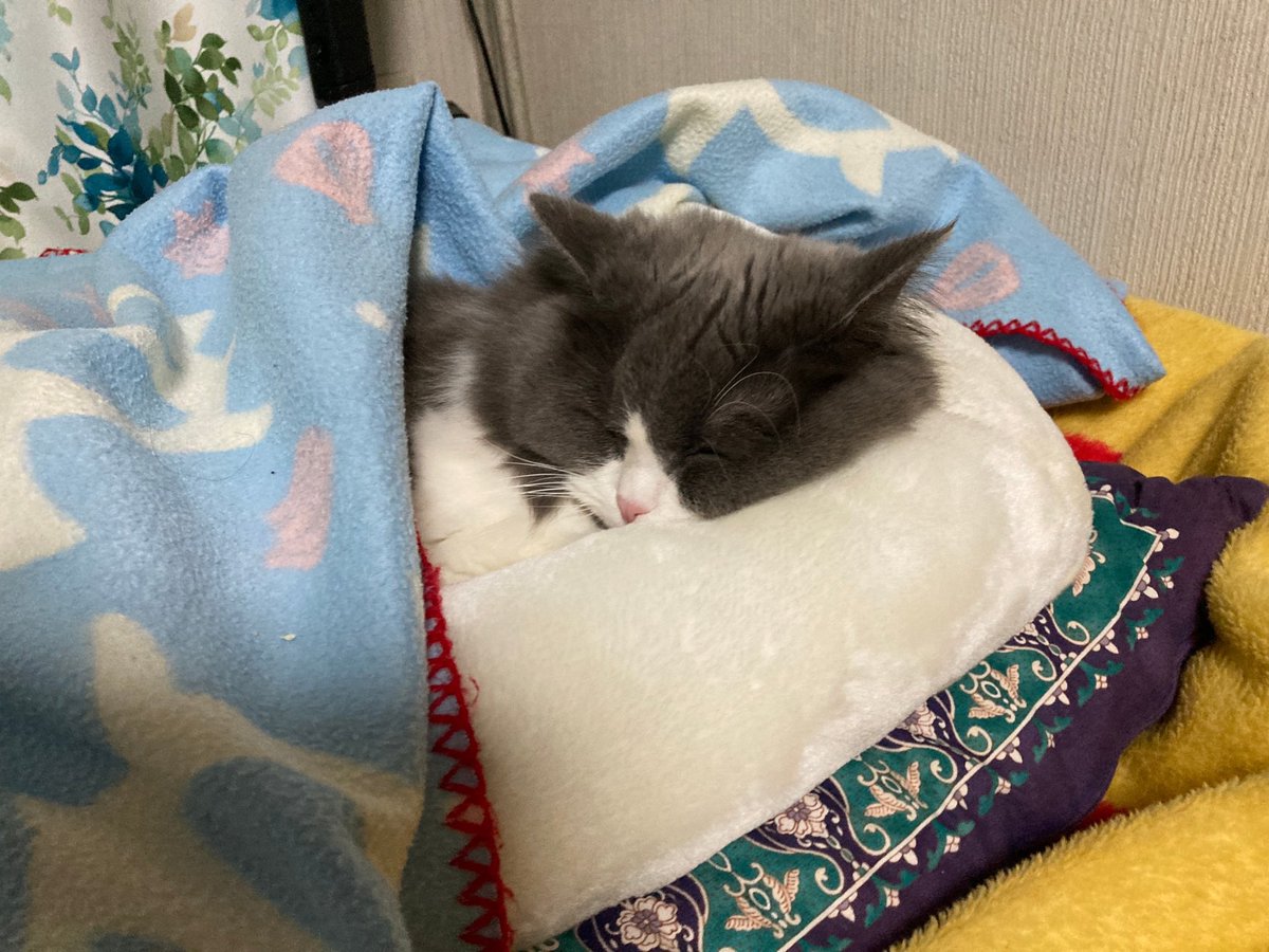 ena_10_02's tweet photo. うちの子可愛い https://t.co/HOVe2SDDjZ