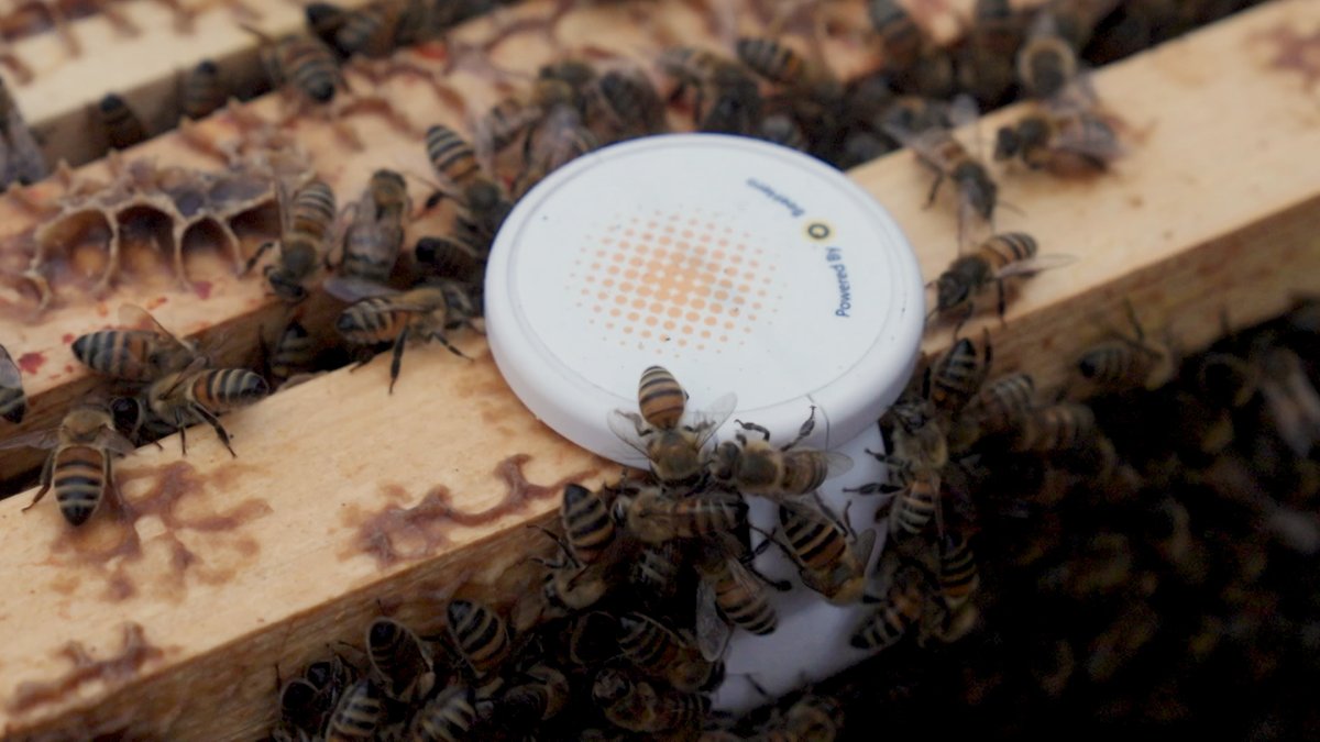 paulbader's tweet photo. Tonight 7pm @BBCTheOneShow, @DeborahMeaden is back in our @screenhouseprod film, giving business advice to startups. This week @AgriSoundTech a bee business making sensors that listen to a hive to tell you what's happening! But are they pushing the right product? Deborah advises. https://t.co/RKhgg7MHSw
