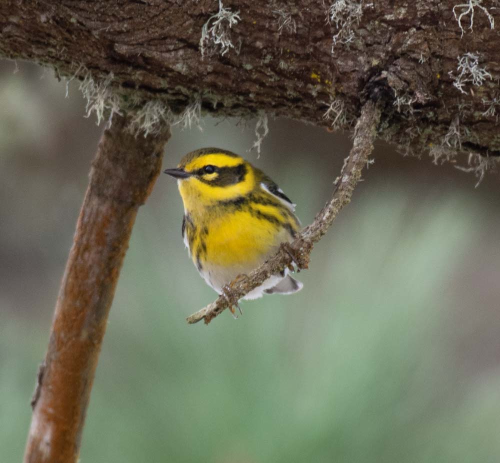 Jack Dumbacher (@casbirdman) on Twitter photo Amazing work by Google AI engineers creating automatic classifiers to identify birds in recordings. Significant improvements to the algorithms bring us closer to having functional tools for science. ai.googleblog.com/2022/01/separa⦠#ornithology <a href="/googleai/">Google AI</a> <a href="/calacademy/">California Academy of Sciences</a> Amazing work by Google AI engineers creating automatic classifiers to identify birds in recordings. Significant improvements to the algorithms bring us closer to having functional tools for science. ai.googleblog.com/2022/01/separa⦠#ornithology <a href="/googleai/">Google AI</a> <a href="/calacademy/">California Academy of Sciences</a>