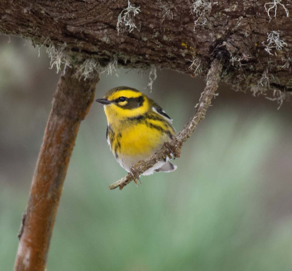 Amazing work by Google AI engineers creating automatic classifiers to identify birds in recordings. Significant improvements to the algorithms bring us closer to having functional tools for science. ai.googleblog.com/2022/01/separa… #ornithology @googleai @calacademy