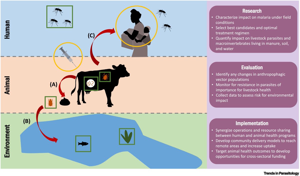 Trends in Parasitology (@trendsparasitol) on Twitter photo Opinion in our Feb issue bit.ly/2N9R8Es: #Insecticide-treated #livestock: a potential #OneHealth approach to #malaria control in #Africa <a href="/ginagh/">Regina Rabinovich</a> @carlos_chaccour <a href="/ISGLOBALorg/">ISGlobal</a> <a href="/UniBarcelona/">Universitat de Barcelona</a> <a href="/MESAmalaria/">MESA - the malaria knowledge hub</a> <a href="/VaMdVetMed/">Virginia-Maryland College of Veterinary Medicine</a> <a href="/HarvardChanSPH/">Harvard T.H. Chan School of Public Health</a> <a href="/MedUNAV/">Facultad de Medicina # Universidad de Navarra</a> <a href="/unav/">Universidad de Navarra</a>
cell.com/trends/parasit… Opinion in our Feb issue bit.ly/2N9R8Es: #Insecticide-treated #livestock: a potential #OneHealth approach to #malaria control in #Africa <a href="/ginagh/">Regina Rabinovich</a> @carlos_chaccour <a href="/ISGLOBALorg/">ISGlobal</a> <a href="/UniBarcelona/">Universitat de Barcelona</a> <a href="/MESAmalaria/">MESA - the malaria knowledge hub</a> <a href="/VaMdVetMed/">Virginia-Maryland College of Veterinary Medicine</a> <a href="/HarvardChanSPH/">Harvard T.H. Chan School of Public Health</a> <a href="/MedUNAV/">Facultad de Medicina # Universidad de Navarra</a> <a href="/unav/">Universidad de Navarra</a>
cell.com/trends/parasit…