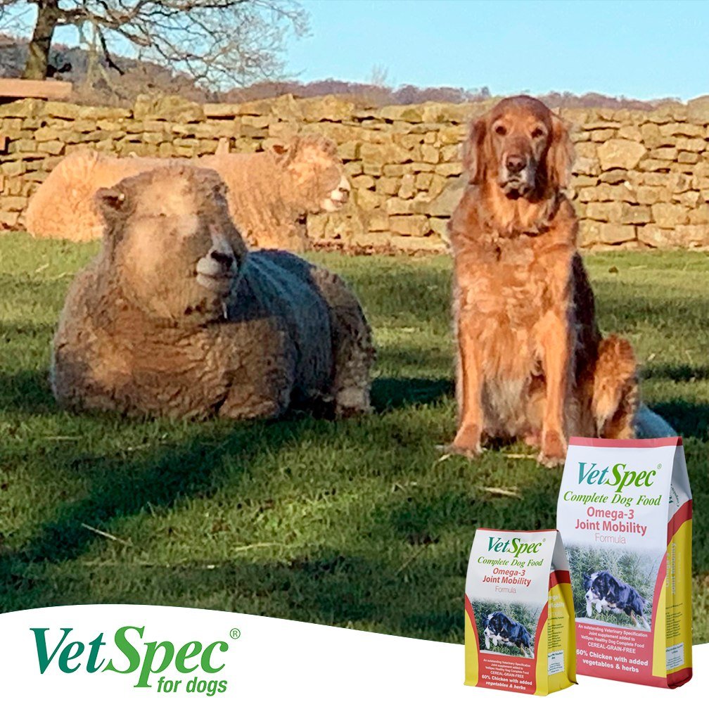 VetSpec's tweet photo. Eight-year-old Breagha with her best friend, a Ryeland ewe! π₯° An unusual friendship, but aren't they the best kind of friendships?!
Breagha looks in fantastic condition #FedonVetSpec Omgea-3 Joint Mobility Formula. π€©
πππ
#CreatedwithoutComromise
#VetSpecForDogs https://t.co/psy9fduB7j
