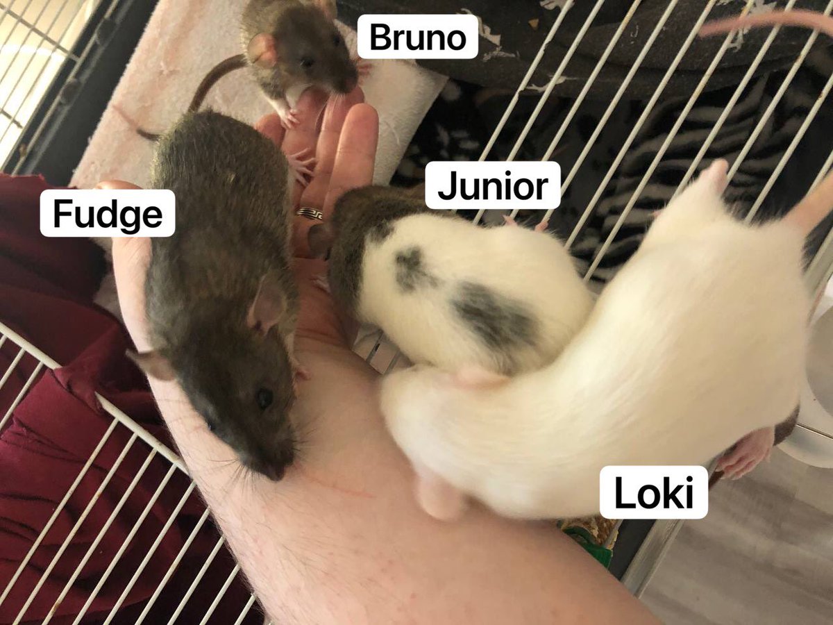 Introducing our new boys to the pack!
Bruno : Yes after Bruno from Encanto!
Junior : He radiated Apollo energy, so initially he was Apollo Jr. 
Fudge: A sweet boy who reminded us of Brownie
Loki: Our agent of chaos and always starting fights.