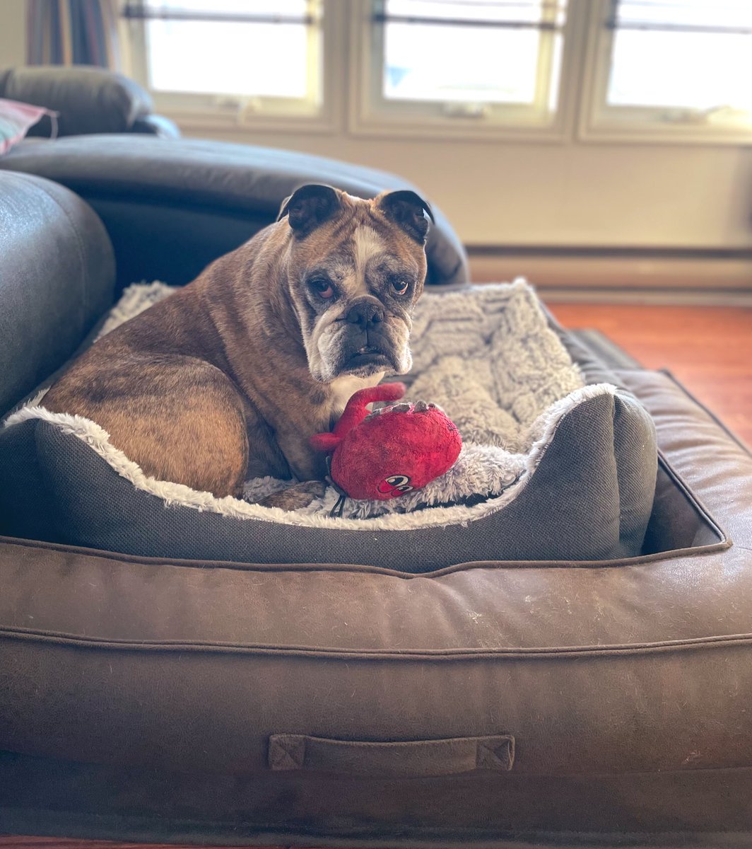 TobyBully's tweet image. If Two-Bed Tuesday isn’t a thing yet it should be. 10/10, highly recommend 🙂