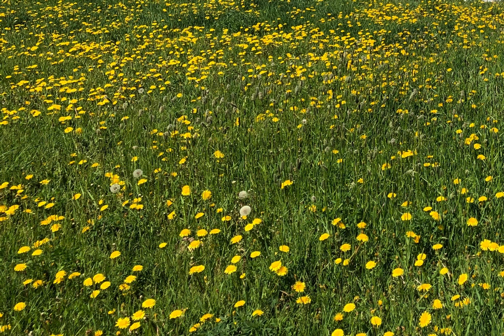 wsemt's tweet photo. Our soil is able to talk to us through the plants we see on the landscape--even weeds! What are your weeds telling you? If weeds are the symptom, what is the problem?

To more about what weeds can tell us, check out the article below.
https://t.co/GYzSmRlLFj

#soilhealth https://t.co/NNsM8XQ41F