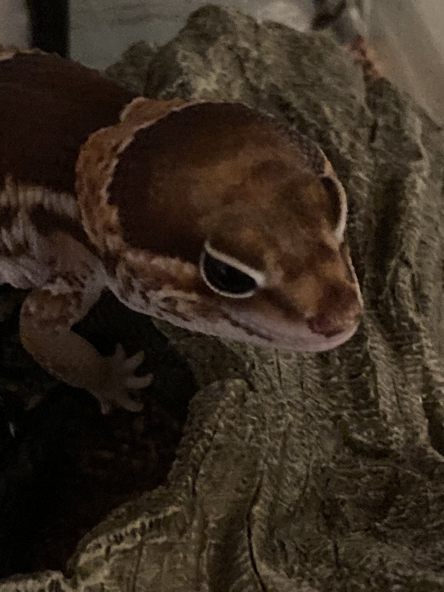 reoppppp8's tweet photo. もこもこもっこもこと
みゅうちゃん🦎✨

冬場なので触りたいけど
掃除💩以外は
そっと見守る隊してる😢 https://t.co/6yw9PLXLz8
