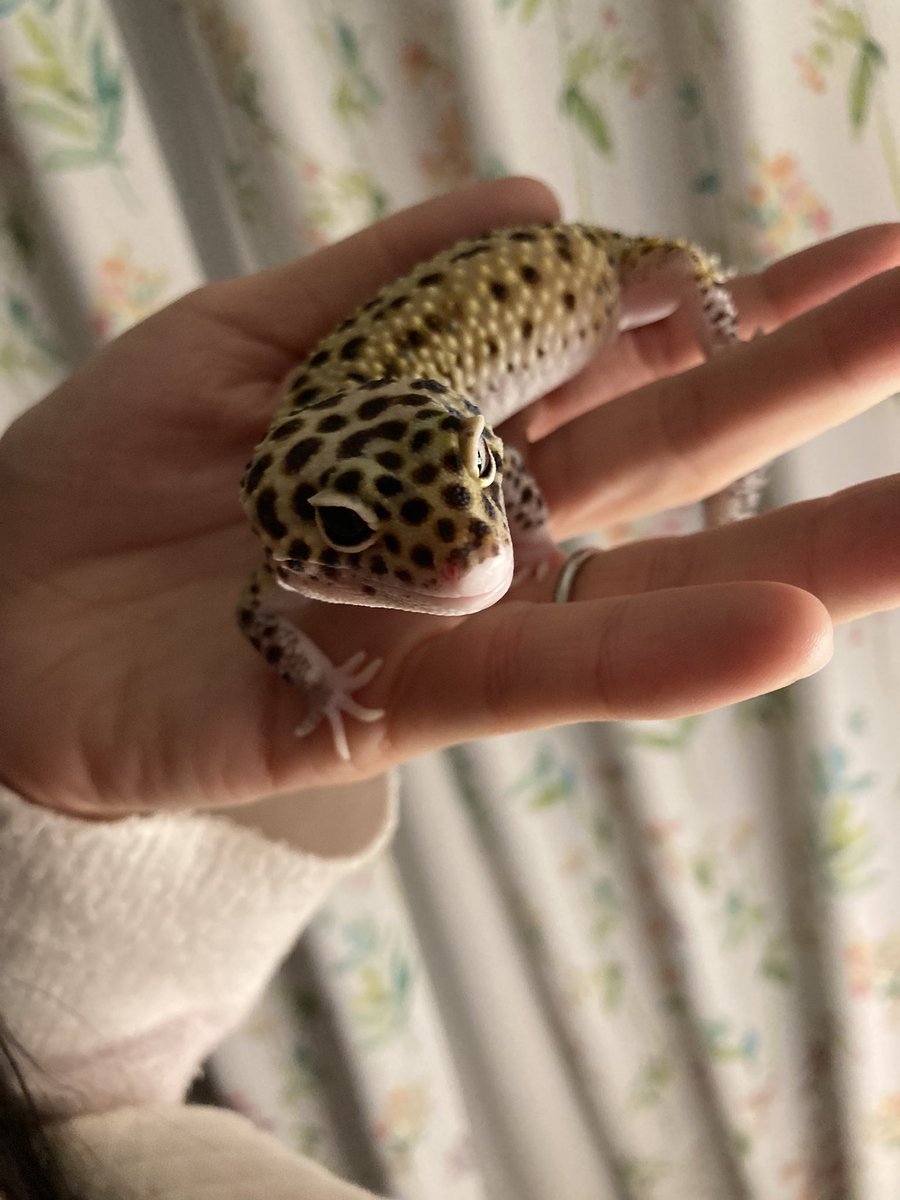 reoppppp8's tweet photo. もこもこもっこもこと
みゅうちゃん🦎✨

冬場なので触りたいけど
掃除💩以外は
そっと見守る隊してる😢 https://t.co/6yw9PLXLz8
