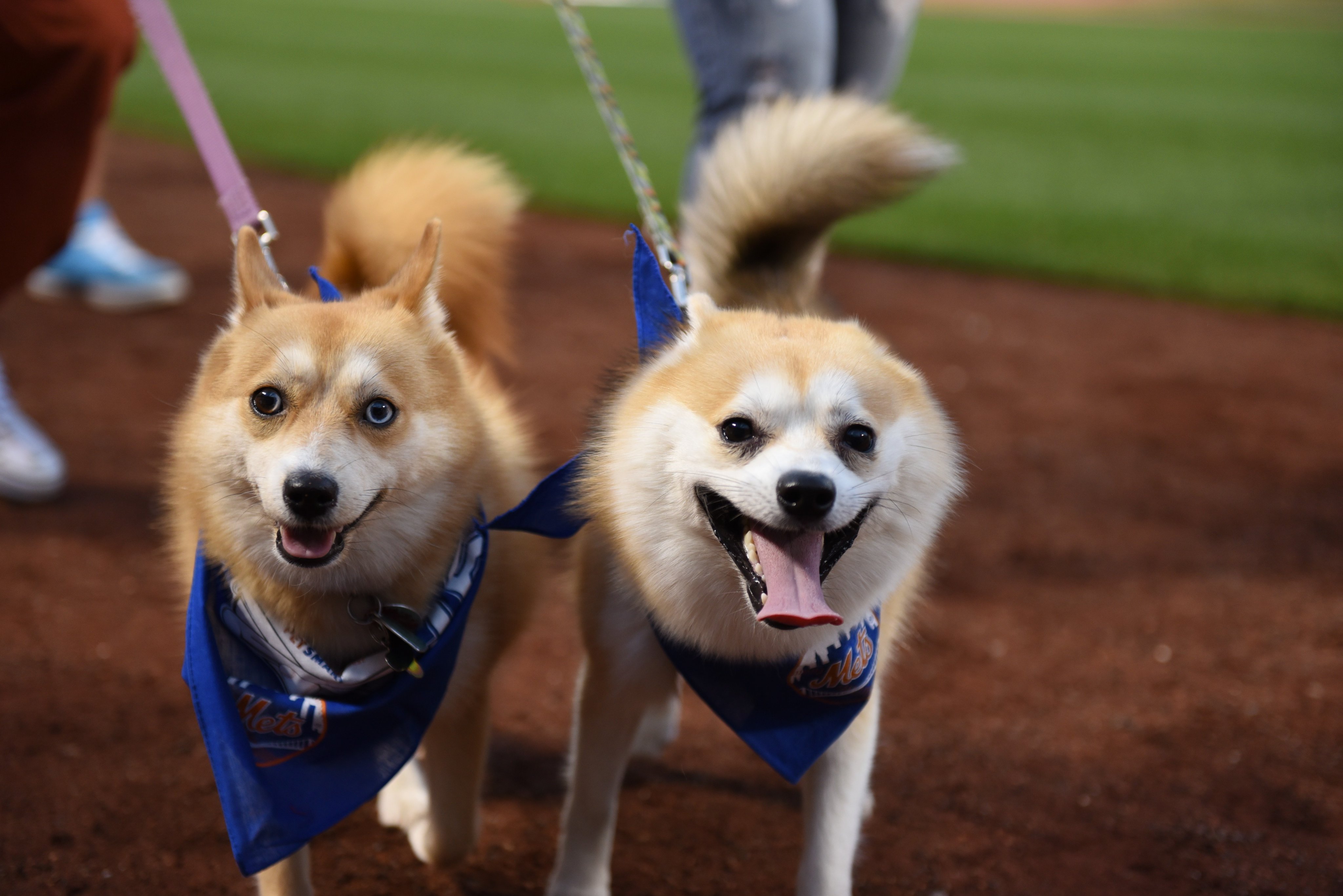 Bark at the Park