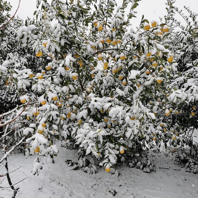 Bu da #Mersin'den bi kare 🍋❄
Narenciyeye kar yağmış ☃️