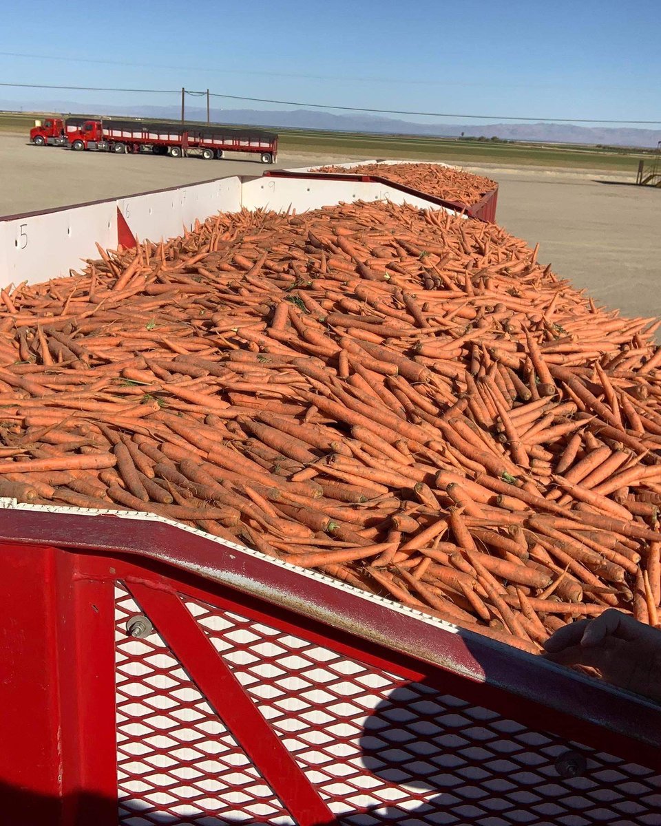 PanellaTrucking's tweet photo. First loads of carrots 🥕 for the 2022 season.  Our driver Walter Martinez sent us these photos this past weekend of carrots for @grimmwayfarms harvested out of Westmorland California and headed to Bakersfield California. https://t.co/huf3DdCrot