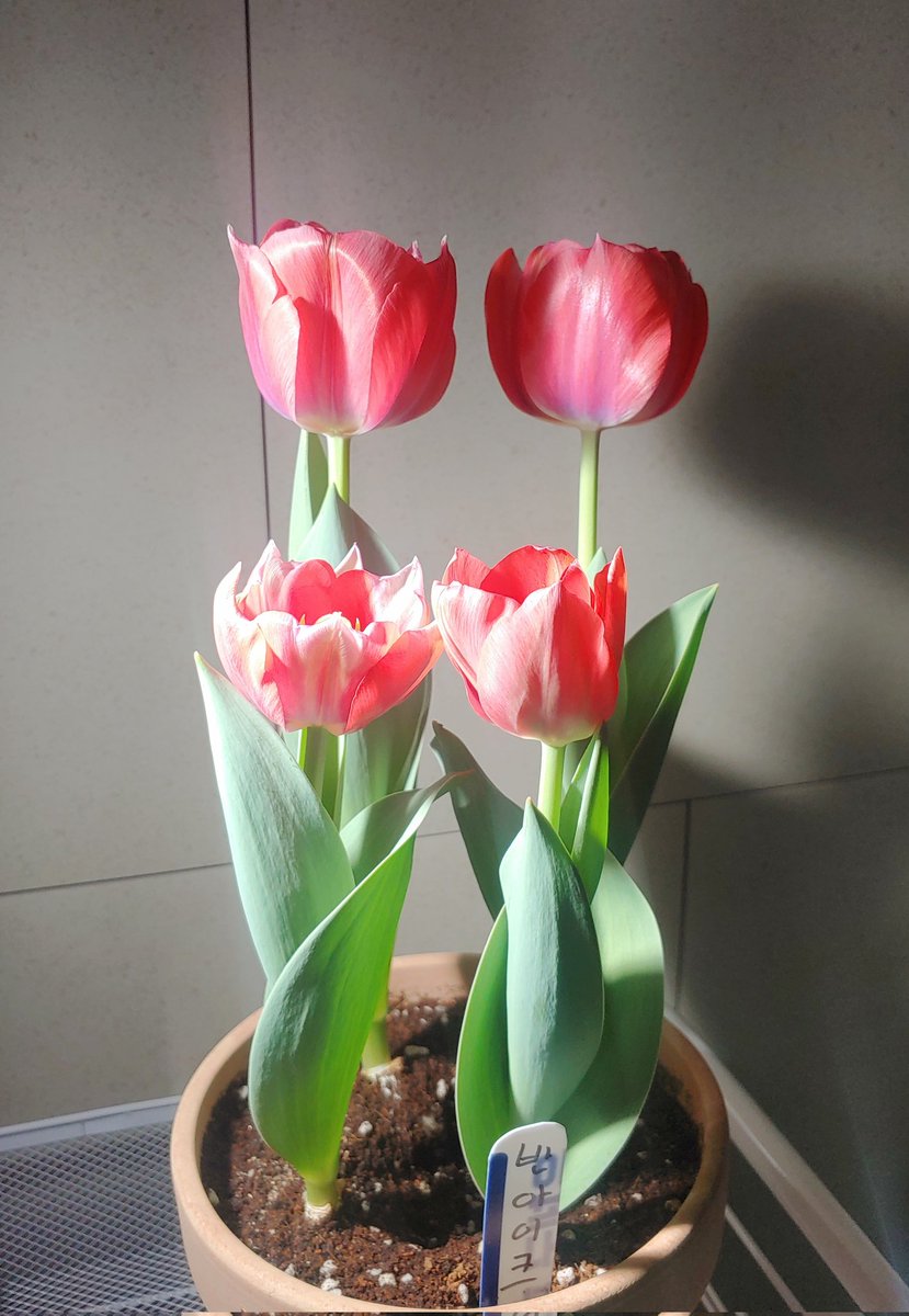 가족사진 같은 튤립 ㅋㅋ
화분을 자주 안돌려주면 이렇게 됩니다 ㅎㅎ