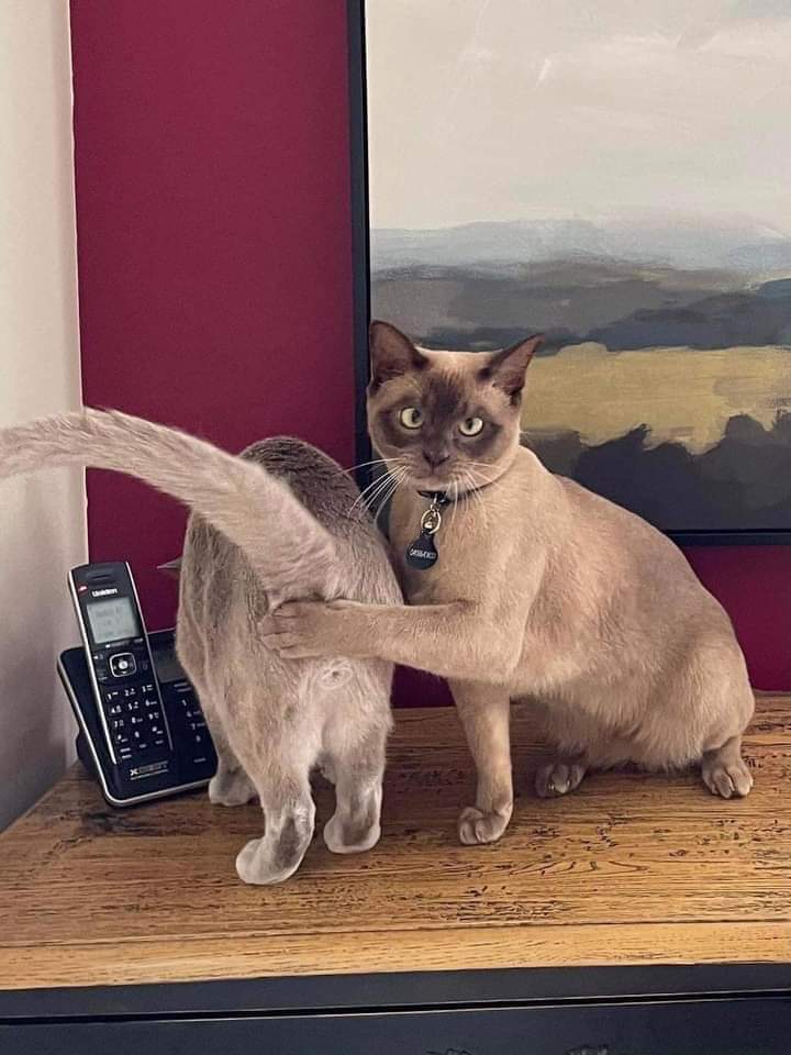 🔴 * la nature humaine * φ ⚫ tweet media