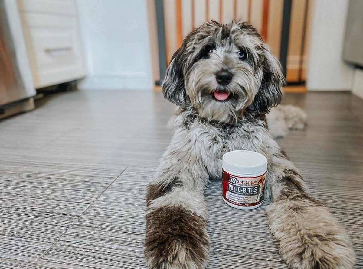 phyto bites soft chews