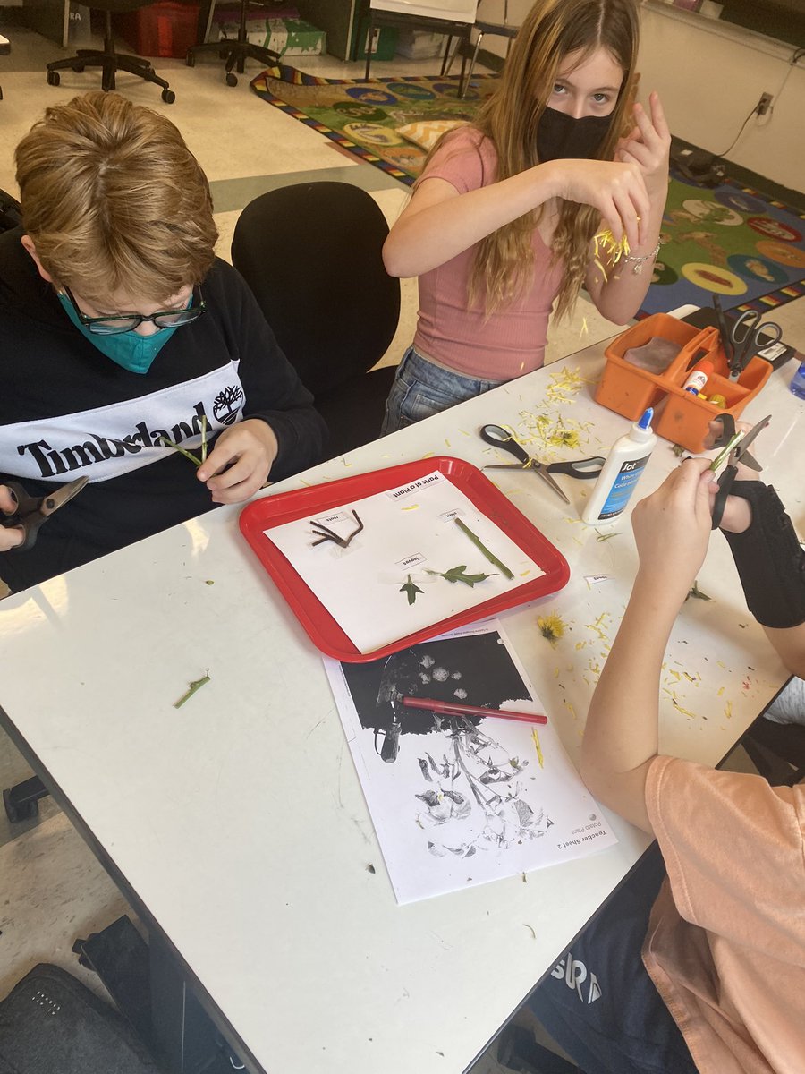 mrskellySLH's tweet photo. Plant dissection in 5K Science to learn about the parts of a plant 🌱 🪴 @SLHeights https://t.co/RkAvEeUVLI