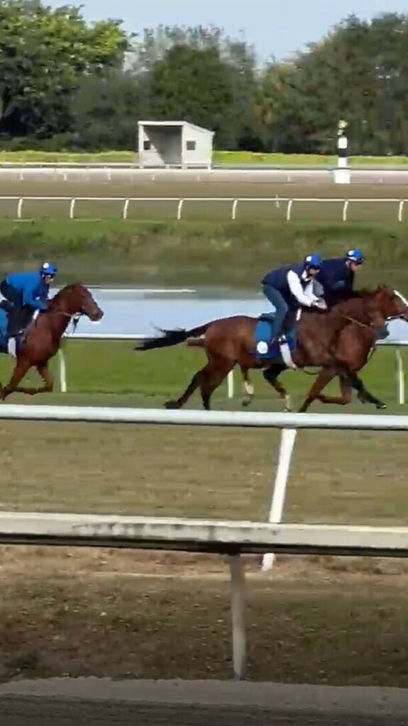 Centennial_Farm's tweet photo. Greg's Honor had company for a 5-furlong workout on the #PalmMeadows turf course this morning! It was the second grass breeze of the season for the sophomore, whose rider has the white sleeves. #goGreggo #StubbyStrong #horseracing #horsesofinstagram https://t.co/2FCb53ntj5 https://t.co/xxGctOIfc7