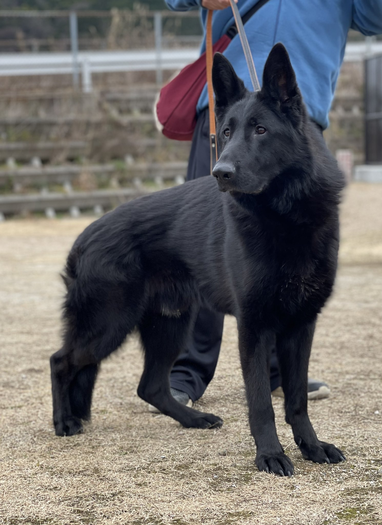 Partner Partnerdog Twitter