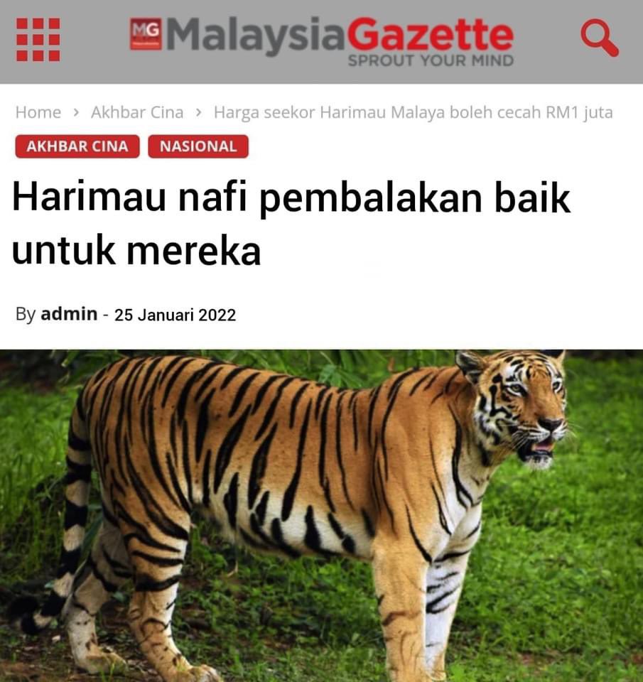 myjoe_'s tweet photo. Harimau dah marah https://t.co/7mIB8tWN9l