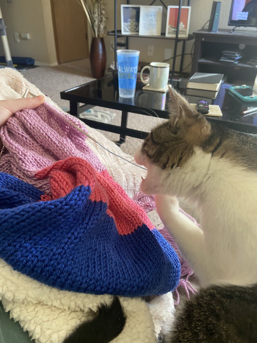 ashley_litton's tweet photo. “knittin with a kitten: a story through pictures” https://t.co/C7r9ntbmzu