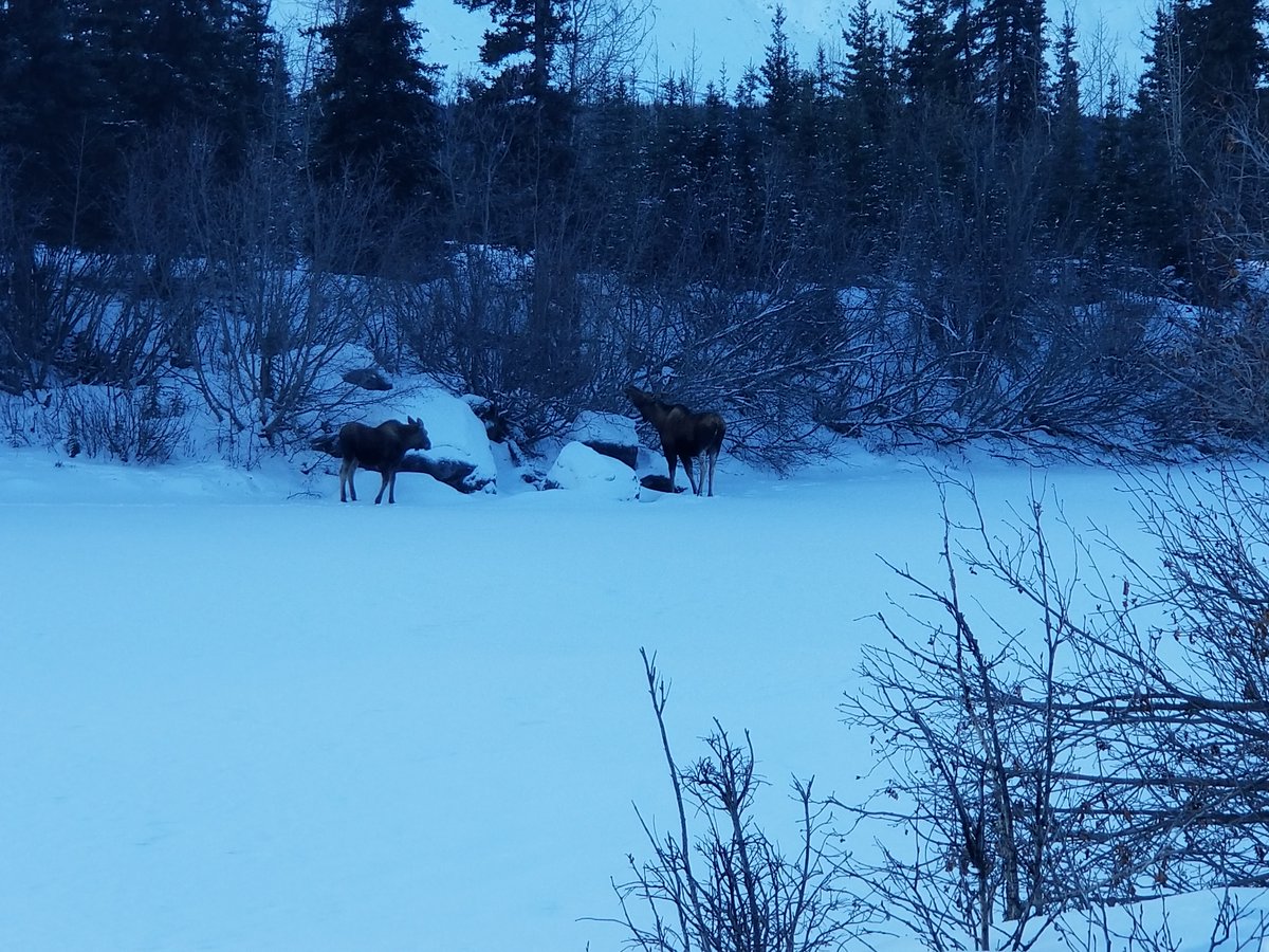 AlaskaLatinTour's tweet photo. #wildlifephotography
#alaskalife
#winterlanscape
#amazingalaska
#naturephotographer
#landscapephotography https://t.co/df6ZcLZ5we