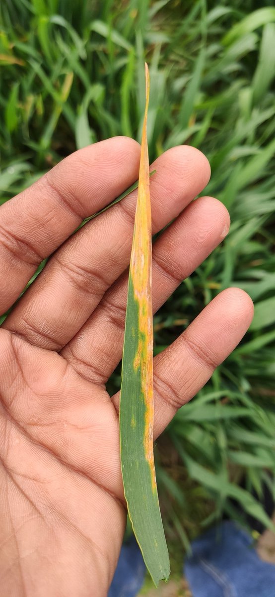 sonulangaya's tweet photo. @WheatVelu @CIMMYT @cn_mishra Same is in Hisar Also. https://t.co/vtOvzx6hdU