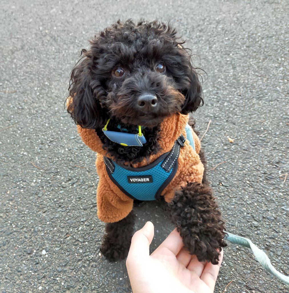 犬の教え Twitter Search Twitter