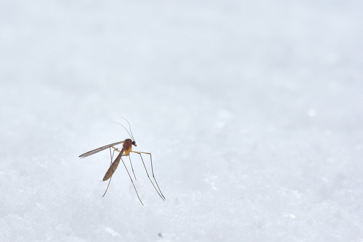 TerminatorTPC's tweet photo. Think the cold weather brings an end to pests such as those pesky mosquitos? You might want to think again. Mosquitos don’t die when the first frost hits.
Learn how to prevent a future mosquito problem: https://t.co/pPdTCJZZtN
#TerminatorTPC #Mosquitos #WinterPestControl https://t.co/K7rZrtWECn