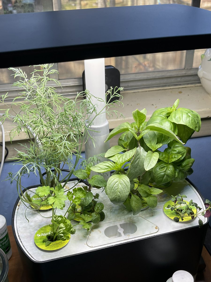 InsideSalesTRB's tweet photo. Got my Aerogarden going again.  It’s only been since around Jan 1 and already over got a good little haul going - really need to consider just doing basil next time lol.  #aerogarden #aquaculture https://t.co/AViNf0FTey