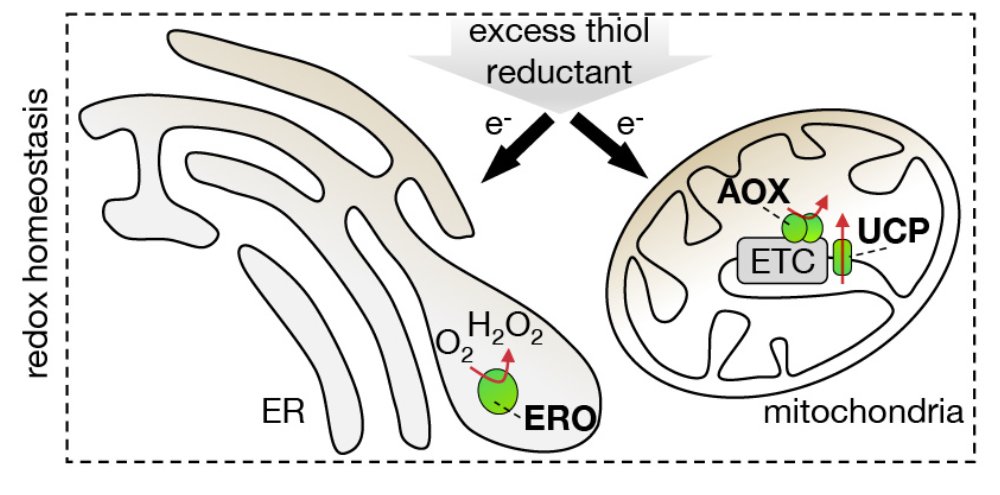 schwarzland_lab's tweet photo. Mitochondria as helpers against ER stress 🌱💥

Several surprises when Philippe put together the pieces 

Long-term, collaborative work is out now @ThePlantCell 
https://t.co/192k9xHr34

@WWU_Muenster @UniBonn https://t.co/VkfgKhMEmC