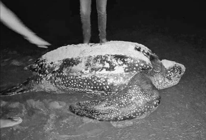 WildAid Latinoamérica tweet media