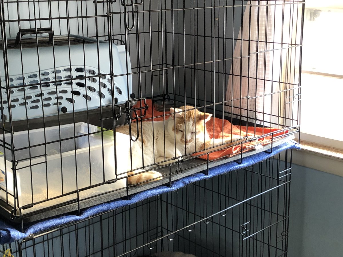 yuckhumankisses's tweet photo. This is Buddha, our current project cat. He is feral but adjusting, a long way to go though. Kitty Mom and I have trouble resisting the orange guys.
#PawsWatch, #rescued https://t.co/PGfS4gjAng