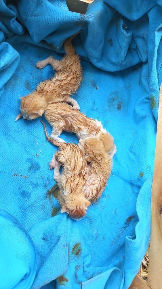 jazgaleanopy's tweet photo. Rt amigos 🚨🐾

Necesitan mamá sustituta urgente 
0986535138 https://t.co/51t3bs7OOZ
