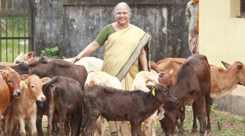 jaypanicker's tweet photo. Dr Soshamma Iype gets #Padmashri for her immense contribution in preserving 'Vechur' cows,which was on the verge of extinction due to our greed generated from white revolution 
Another well deserved... 
 #padmaawards 

A tribute to Gomata https://t.co/WI8j8ZgdjJ