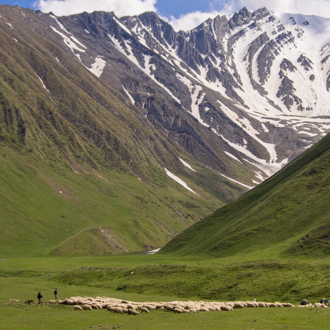 CheeseCultured's tweet photo. In the Caucasus Mountains, it is believed that Kefir had 'magical strength', which is why the recipe and preparation of Kefir was kept secret for so long. 

#livethegutlife #cheese #BritishCheese #BritishDairy #FoodandDrink https://t.co/I5yb91ExXi