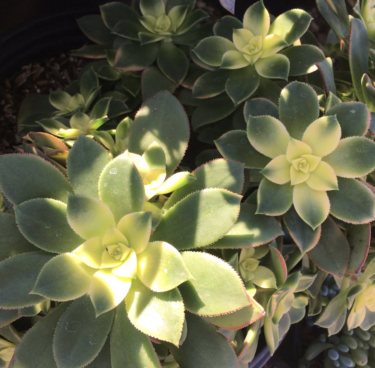 KDBWrites's tweet photo. Saw these beauties at a nursery the other day. Replacing whatβs left of the front lawn with plants and paths. #gardening #tinycottage #tinygarden https://t.co/97AqHyyfBs